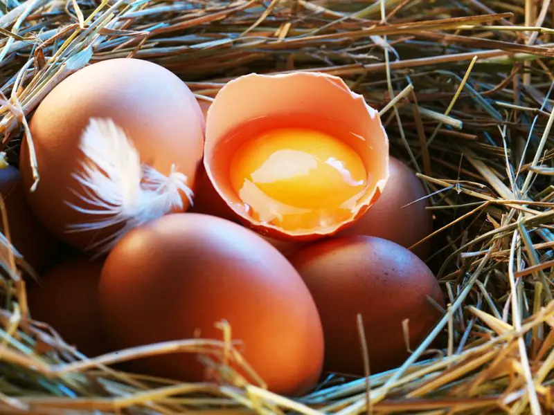 Open Wild Bird Eggs