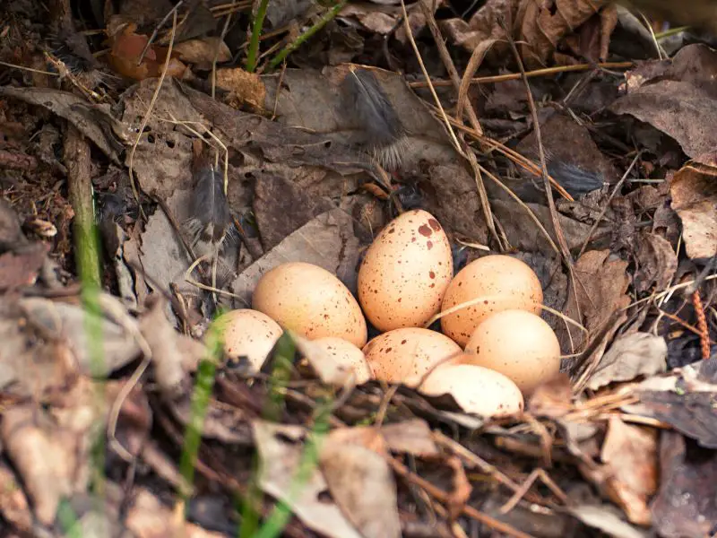 Wild Bird Eggs in Forest