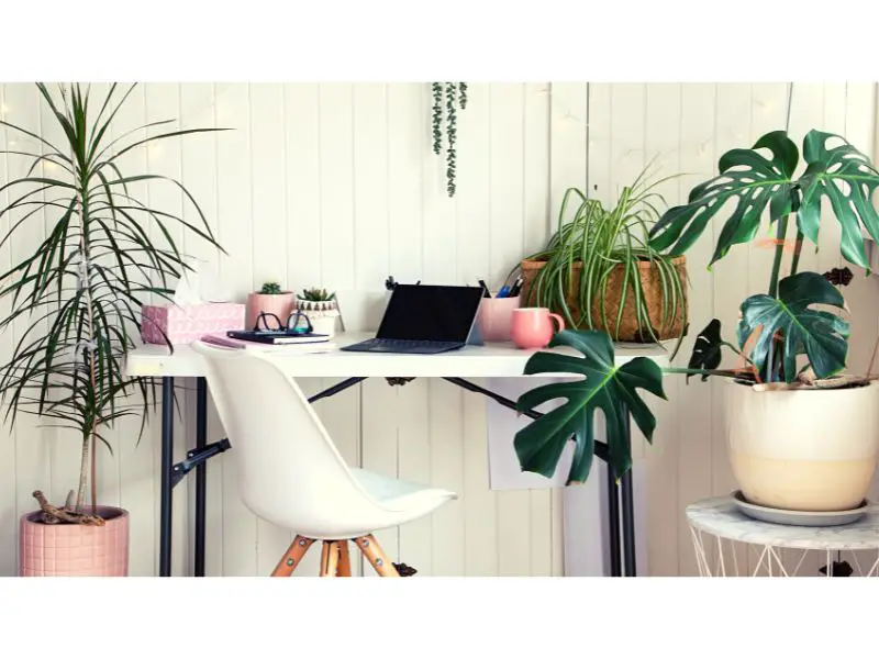 Best Home Office Plants for a Green Workspace