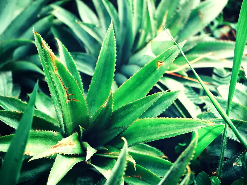 Pineapple leaves green