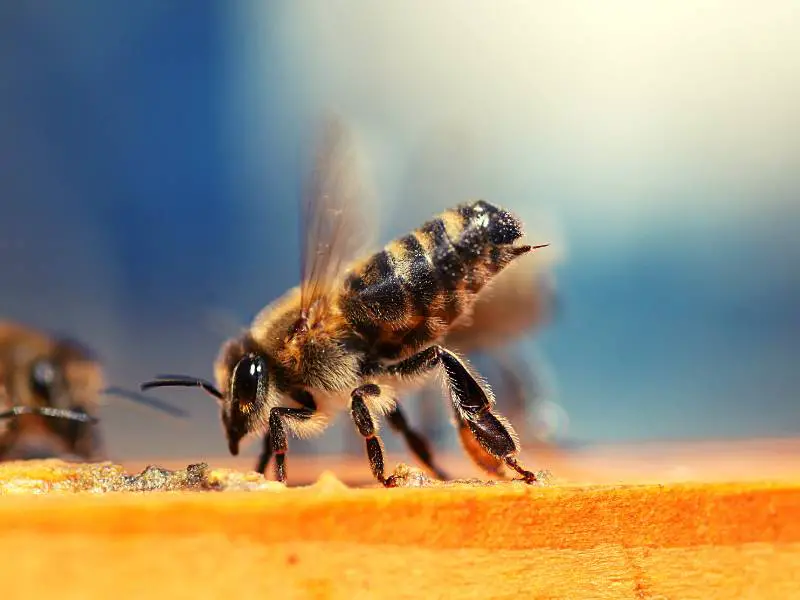 Robotic Bees