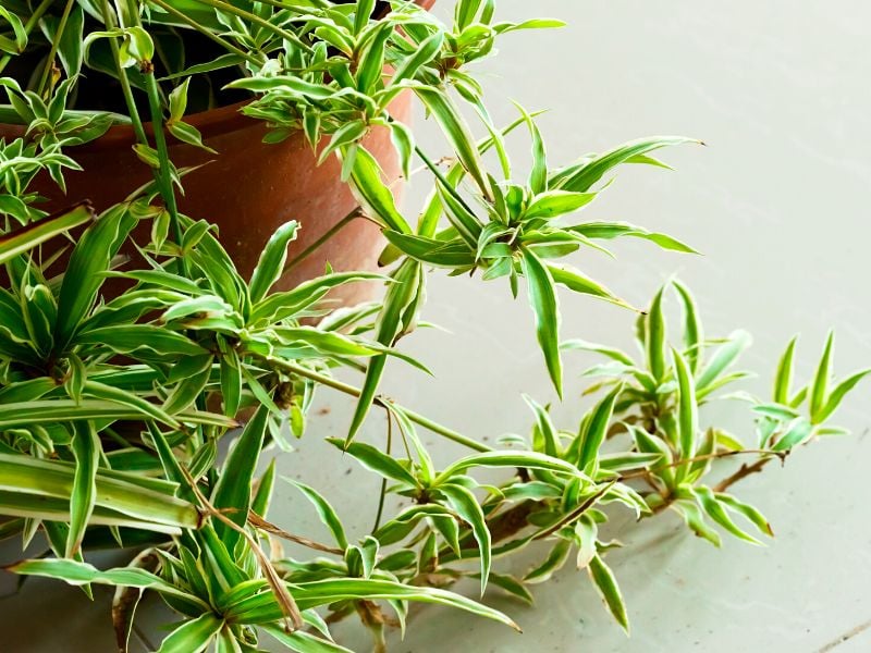 Spider Plant