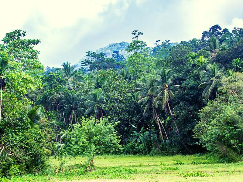 Sinharaja Forest Reserve Sri Lanka