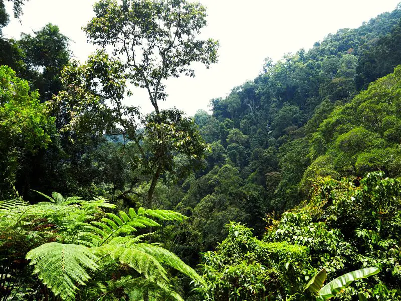 Xishuangbanna Tropical Rainforest China