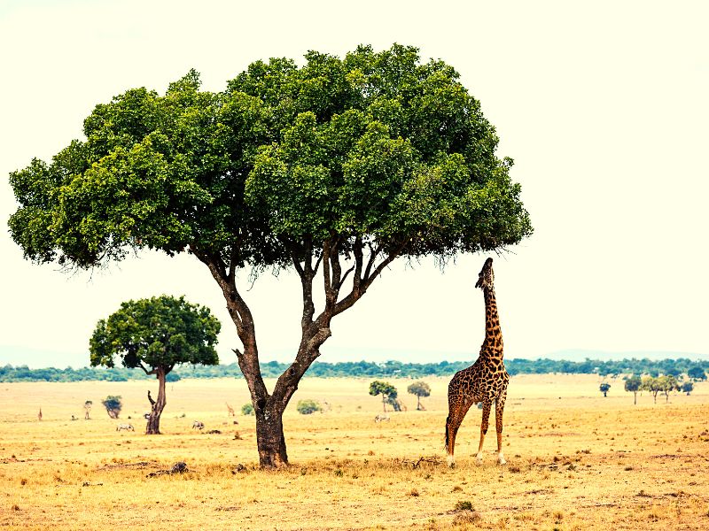 African Great Green Wall