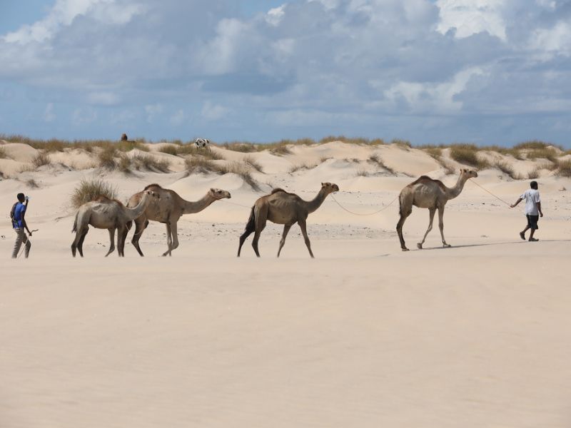 Desertification on Animal & Human Life