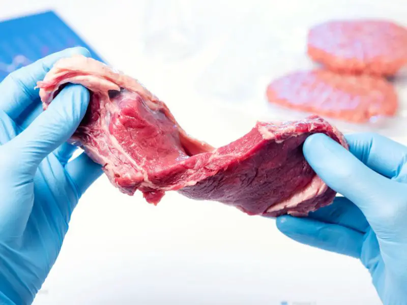 Cultured Meat Scientist