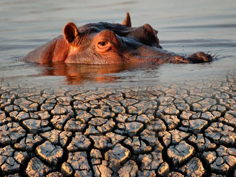 Hippopotamus and drought