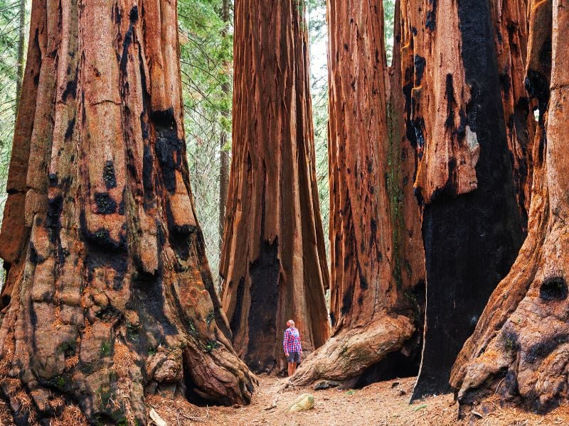 giant sequoia