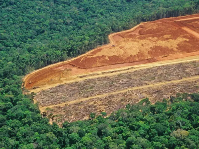 soybean Deforestation in Amazon