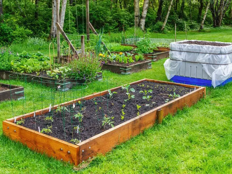 Things You Need to Know About Backyard Farming