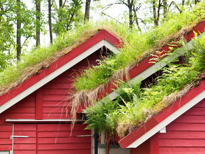 Roof Plants