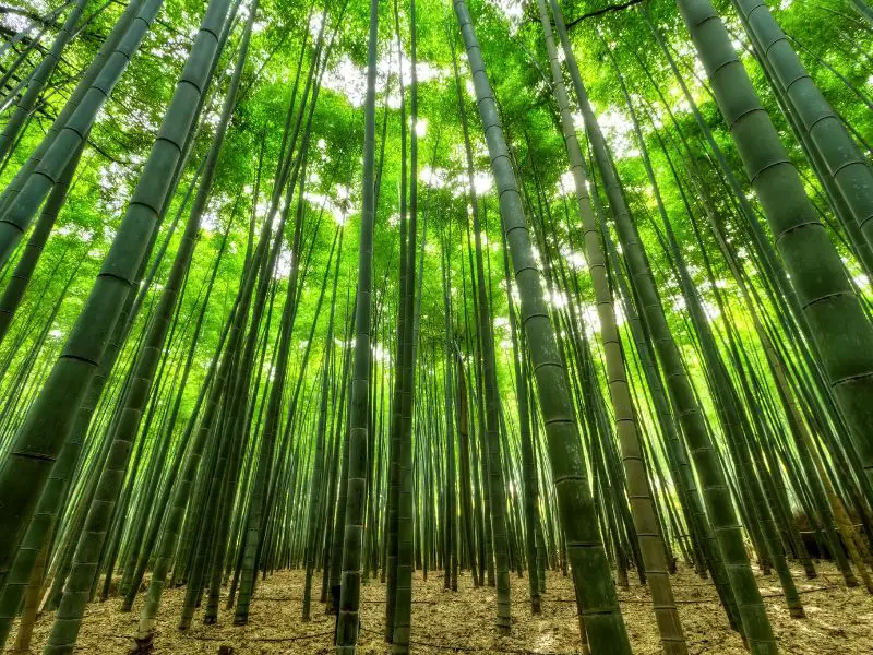 bamboo 1