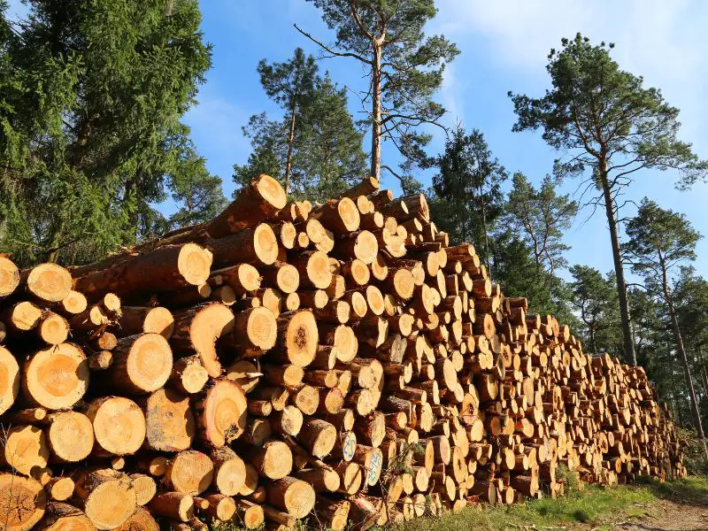 Things You Need to Know About Sustainable Timber Harvesting