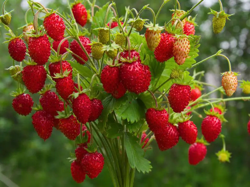 How to grow strawberries
