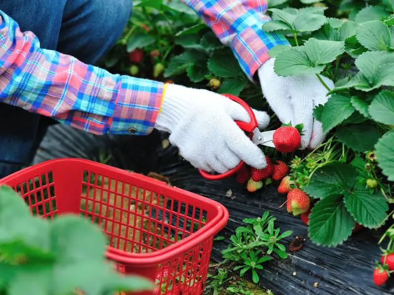 Harvesting Strawberries