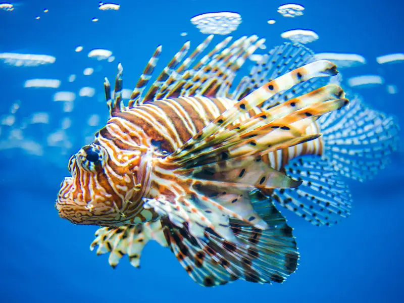 Scary Lionfish