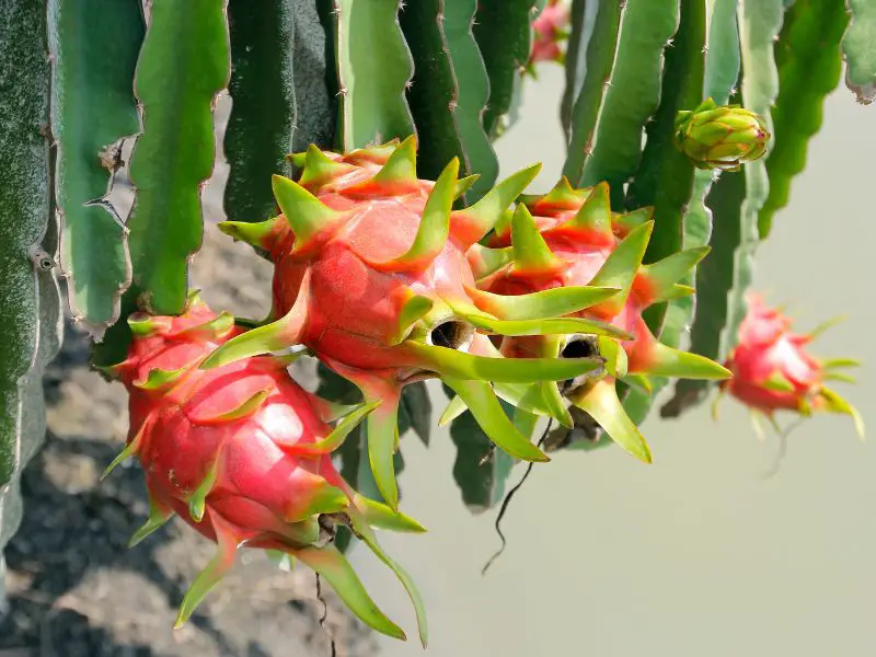 What Regions Do Dragon Fruits Grow Best