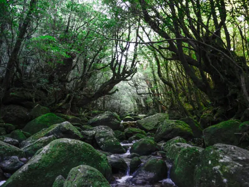 Yakushima Kagoshima Forest