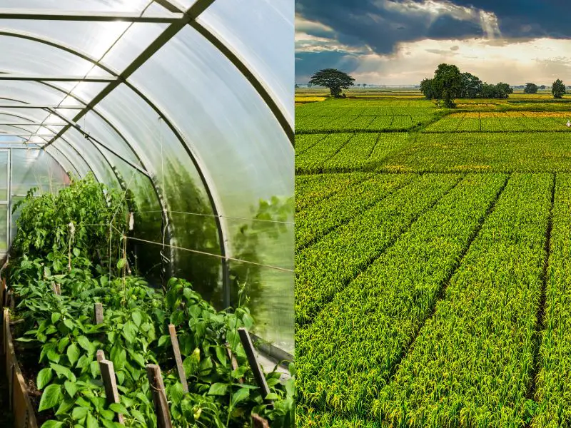 Horticulture vs. Agriculture: Understanding the Basic Differences