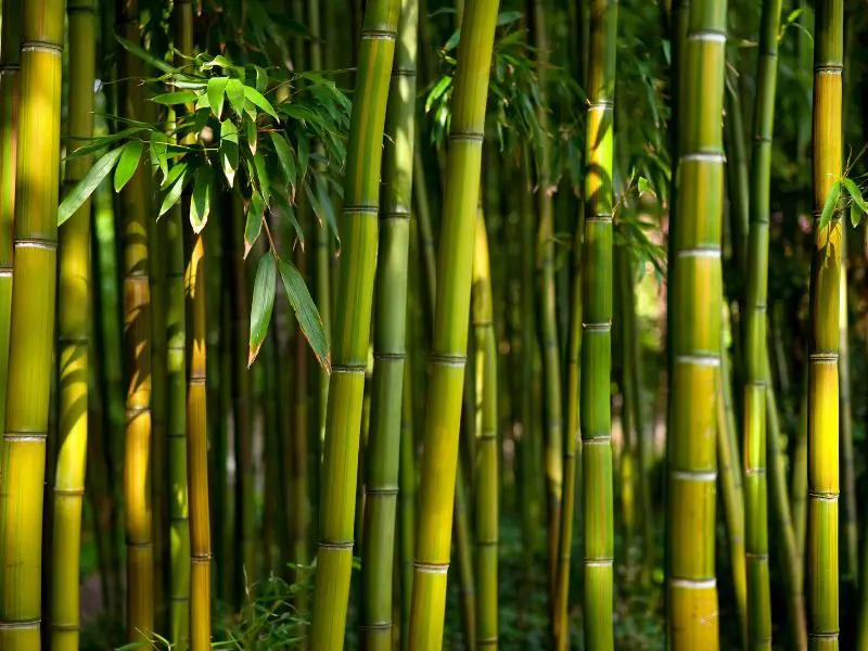 Bamboo Permaculture