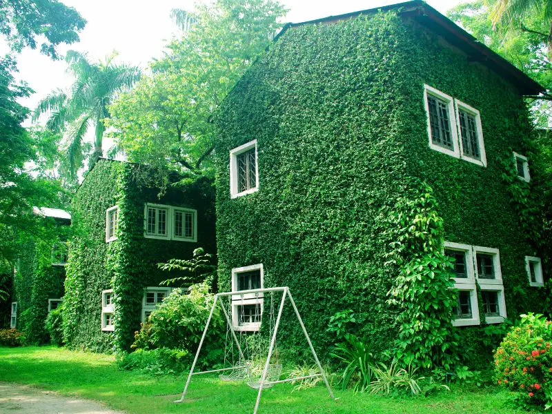 House Green Wall