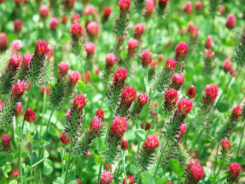 Red Clover Permaculture
