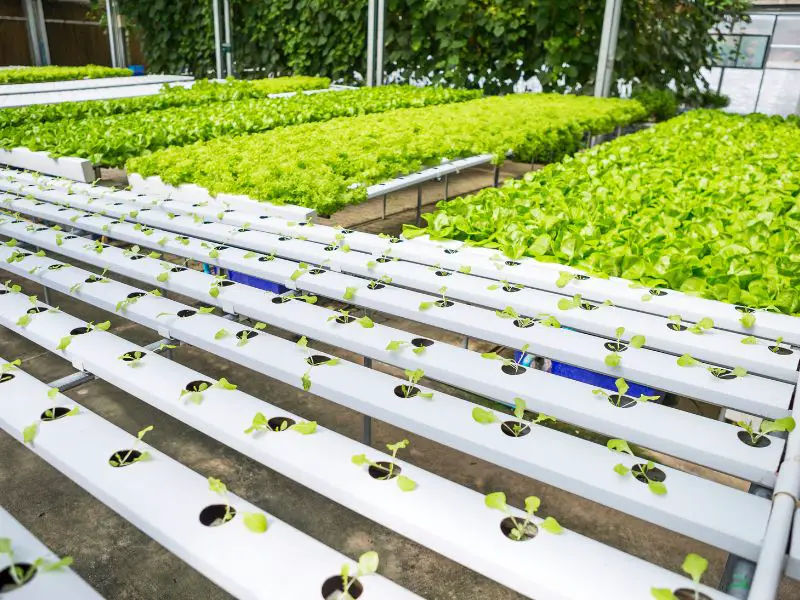 hydroponic farming systems