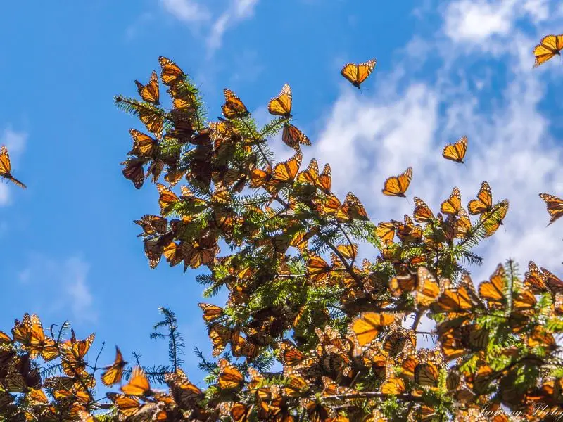 monarch butterflys habitat
