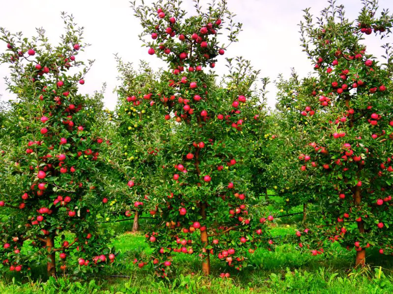 Apple Garden Space