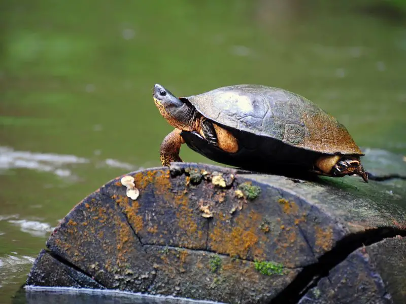 Bellinger River Turtle