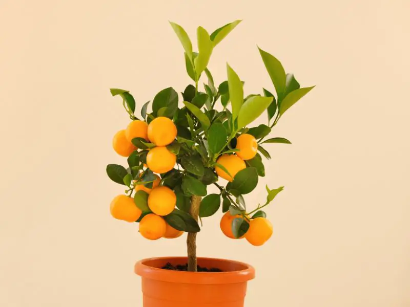 Dwarf apricot tree