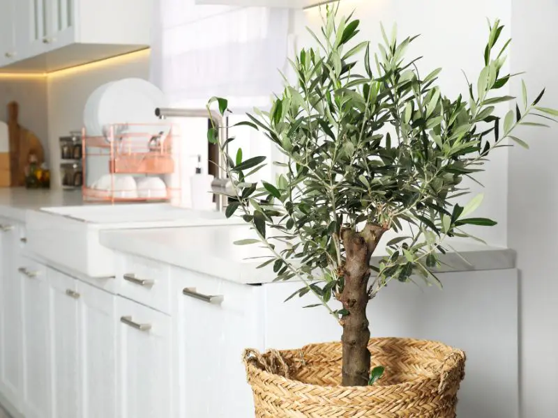 Dwarf olive trees