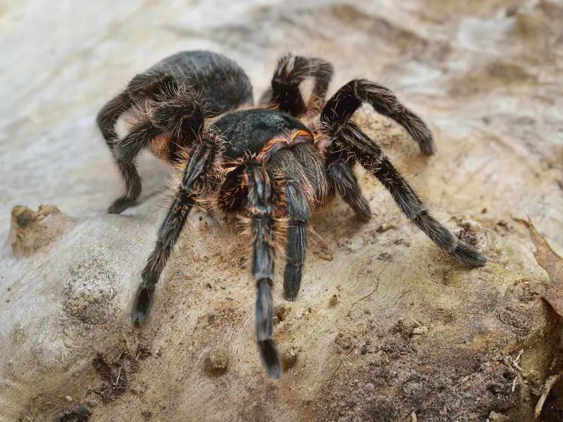 Goliath Birdeater Spider