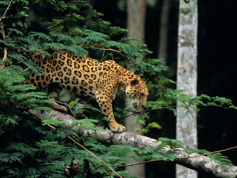 Rare Animals of the Amazon Rainforest