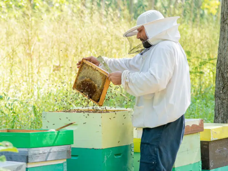 harvesting honey bee