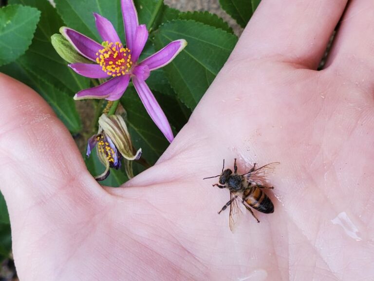 Restore Bees How Can We Save the Bees as A Society: The 7 Best Methods