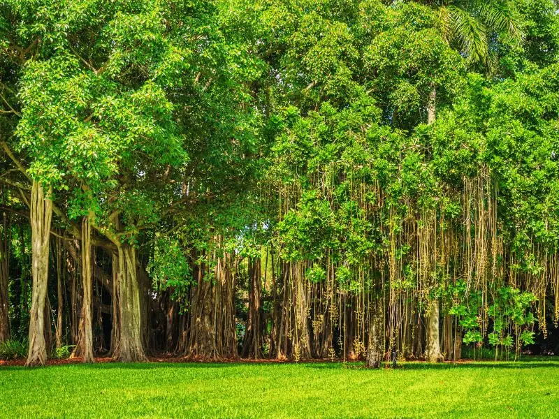 Why Trees Are So Important for Our Environment
