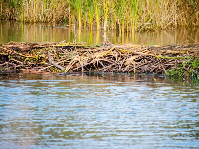 Lessons from Beaver Dams