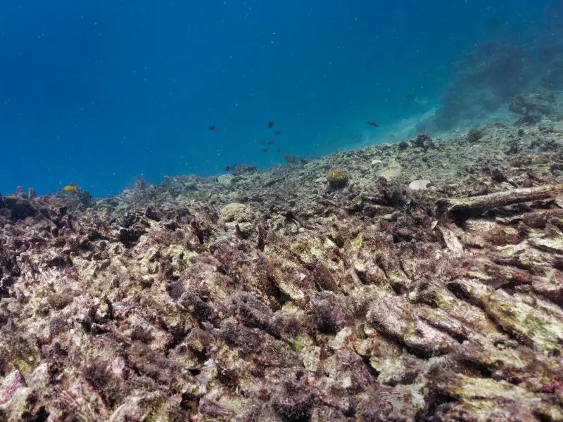 Devastation of Coral Reefs