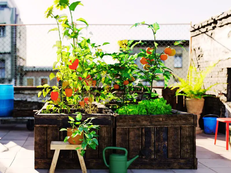 Edible Plants for Urban Gardening