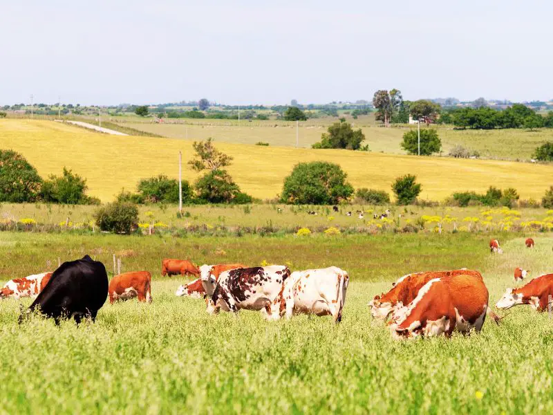 Sustainable livestock management
