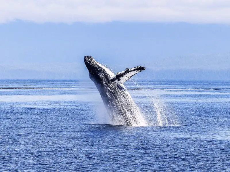 Are Whales Endangered?
