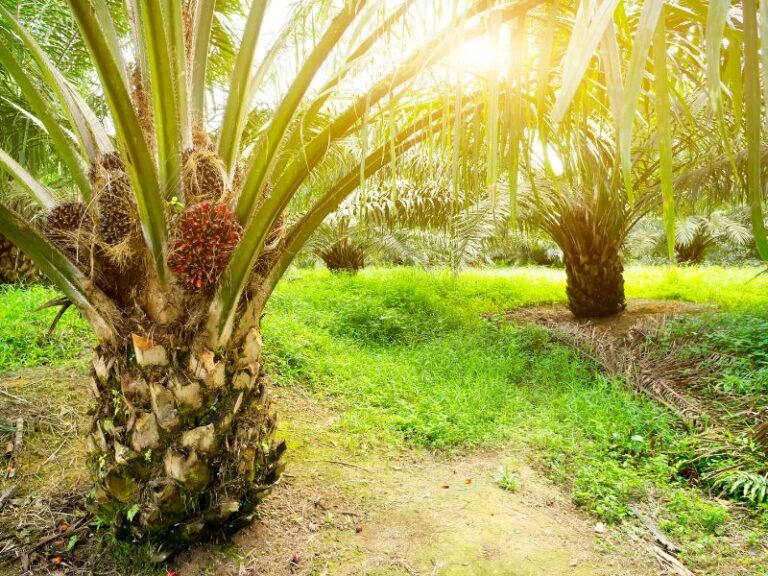 Oil Trees: A Comprehensive Guide 2025