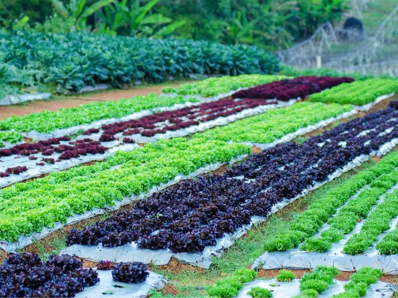 Environmental Impact of Organic Farming