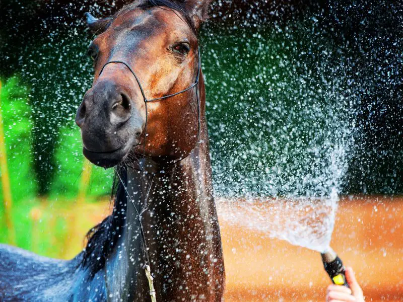 waterig horse